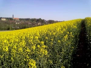 Umgebung 08